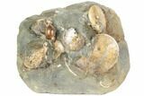 Fossil Ammonite (Sphenodiscus) & Gastropod Association - South Dakota #189357-1